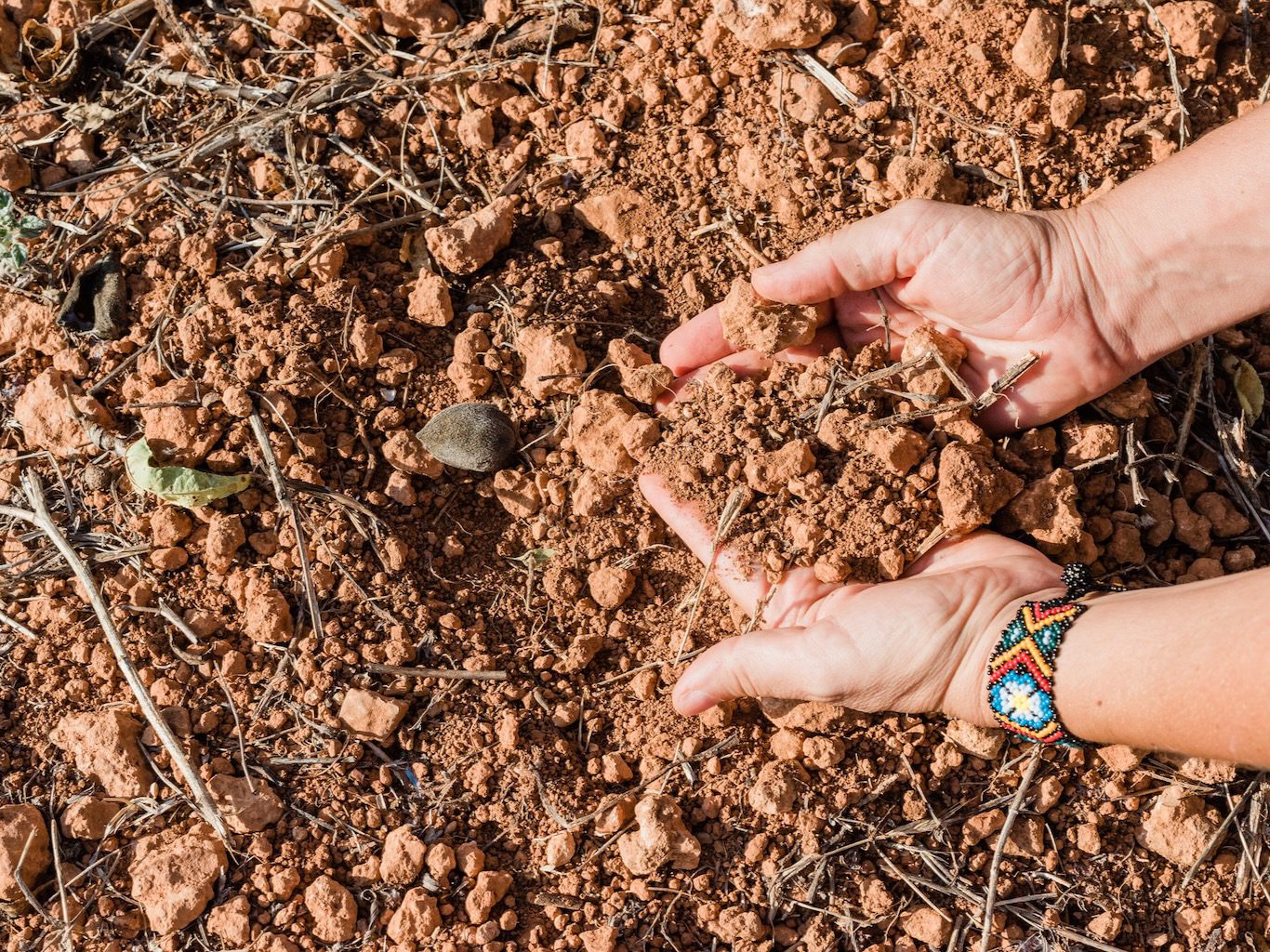 White Ibiza Calendar: IbizaPreservation presents Butterflies for Biodiversity at Finca Can Fontet