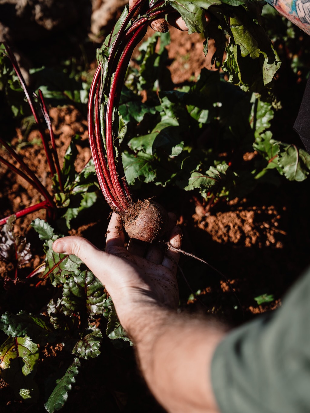 White Ibiza Journal: Regenerating abundance – Can Vistabella