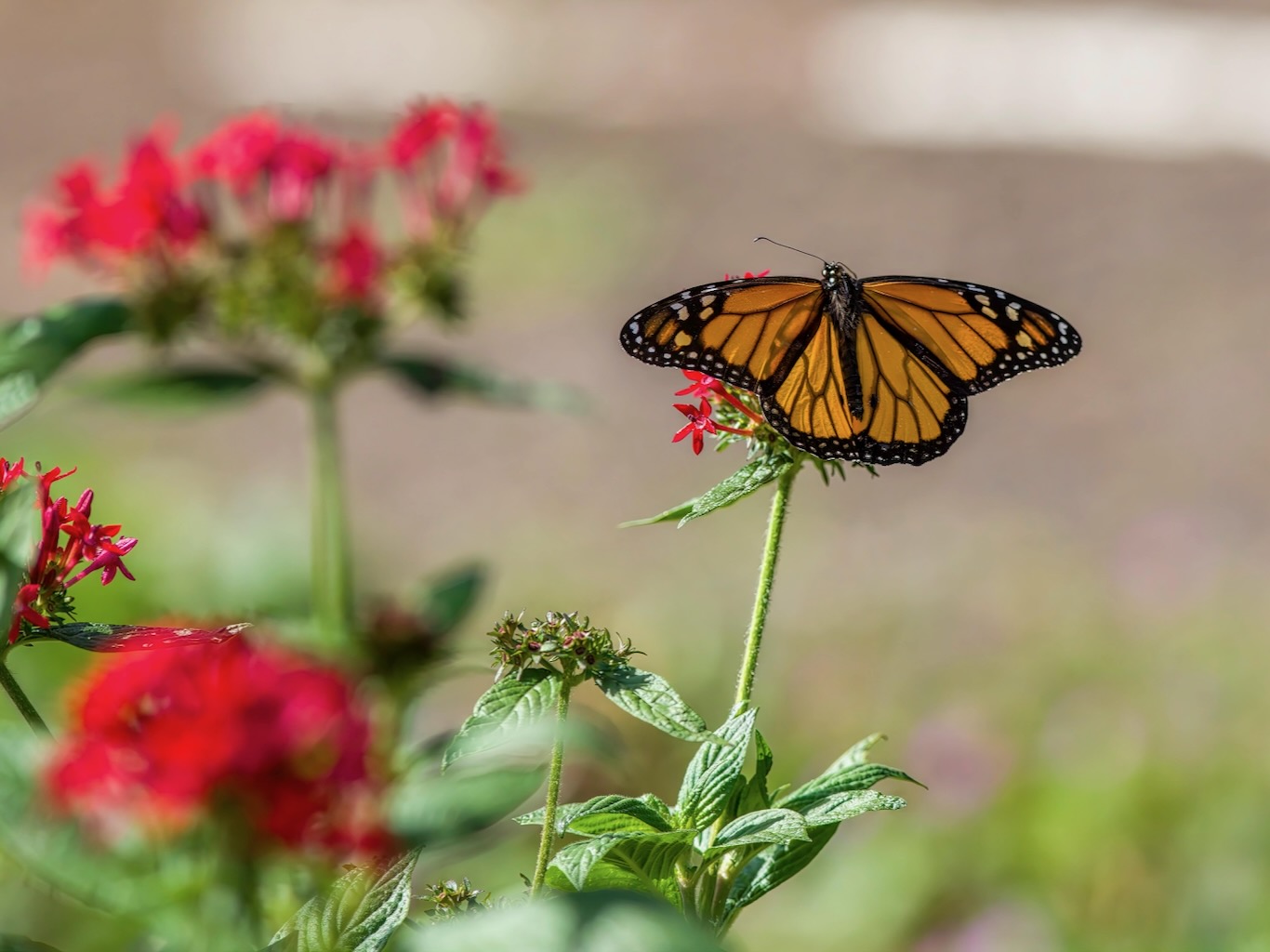  White Ibiza Calendar: IbizaPreservation Butterfly Walk in Santa Gertrudis