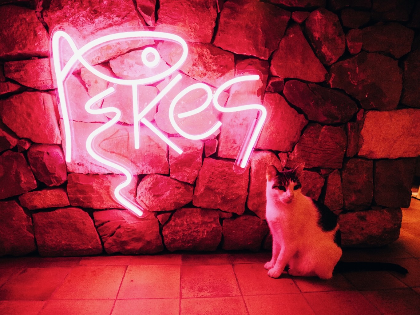 White Ibiza Club Calendar: Mondays in Freddies at Pikes Ibiza